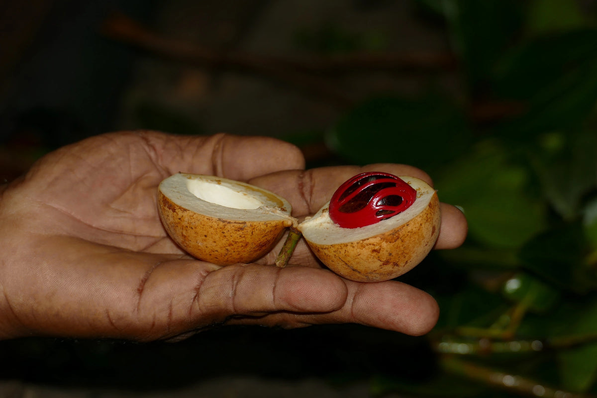 Eine geöffnete Muskatfrucht auf einer Handfläche, die den dunkelbraunen Samen mit seiner leuchtend roten Samenhülle (Muskatblüte) zeigt.