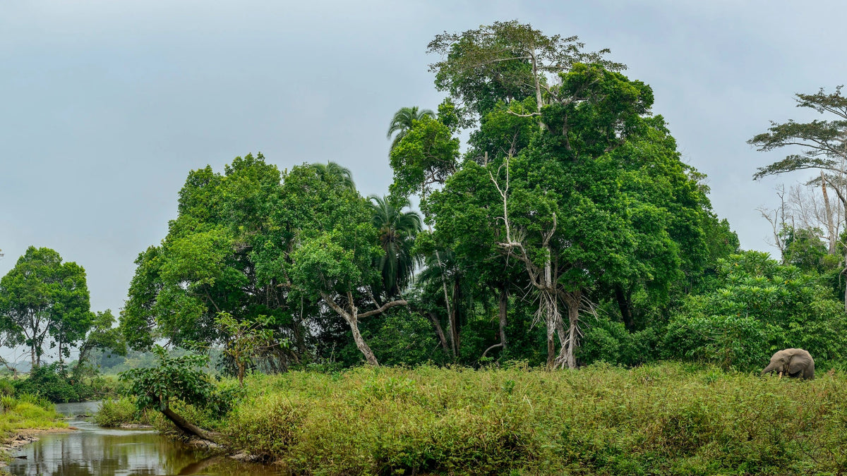 Waldelefanten auf einer Regenwaldlichtung im Odzala-Nationalpark, Republik Kongo.