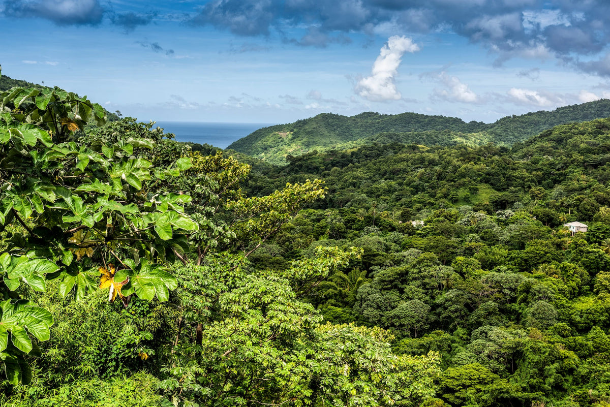 Blick von oben über dichte, tropisch grüne Hügellandschaft auf Grenada mit dem blauen Meer am Horizont.