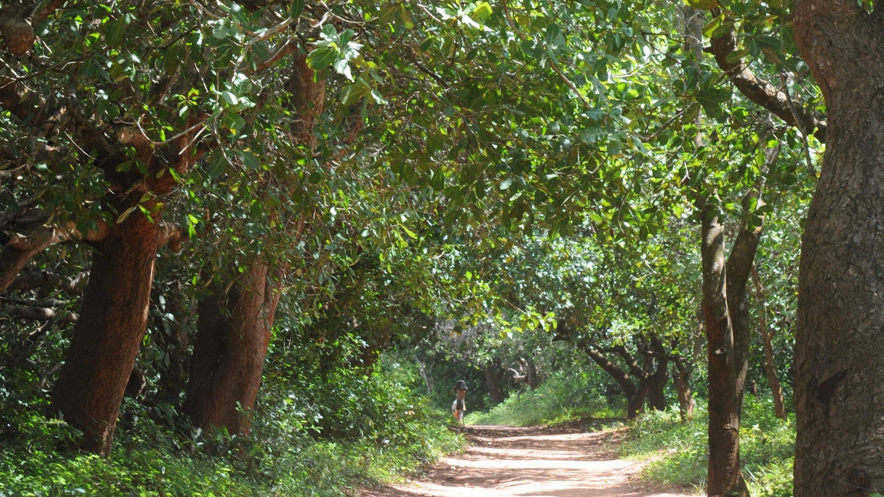 Ein unbefestigter Sandweg führt durch einen dichten Wald mit großen, schattenspendenden Kaschubäumen.