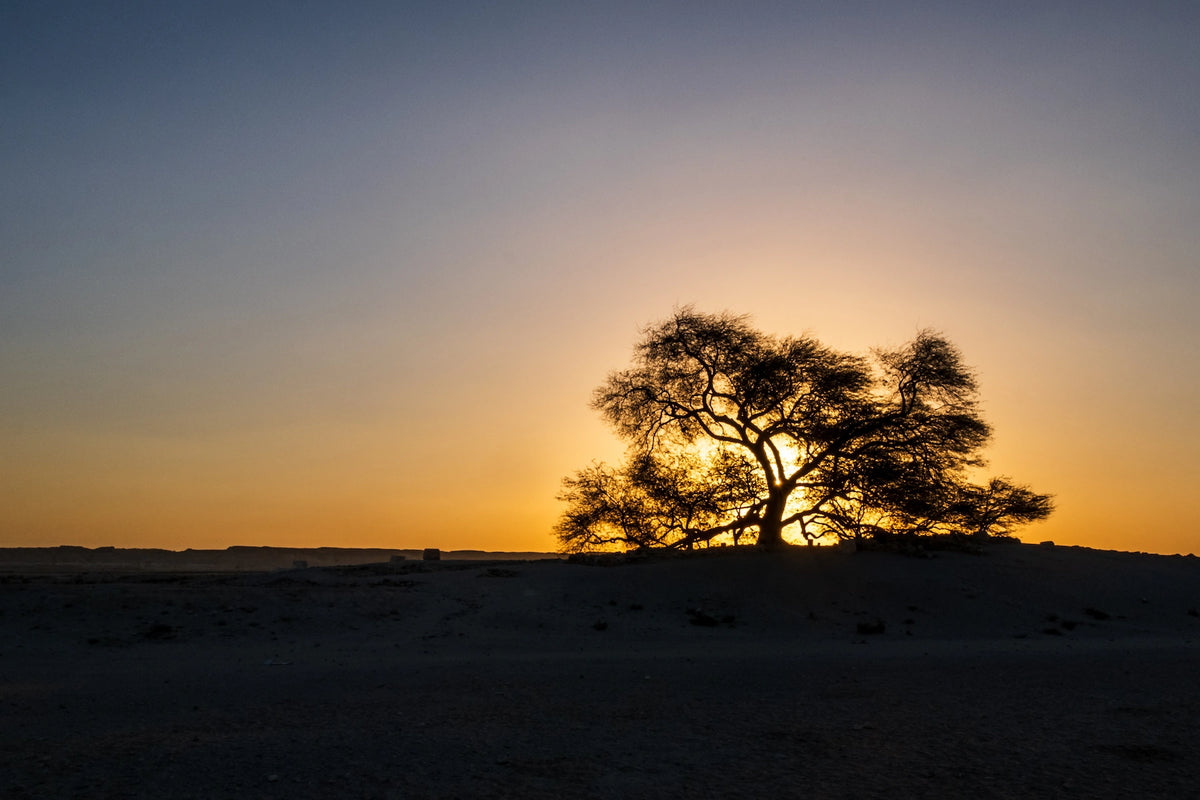 Der einsame „Baum des Lebens" in der Wüste von Bahrain.