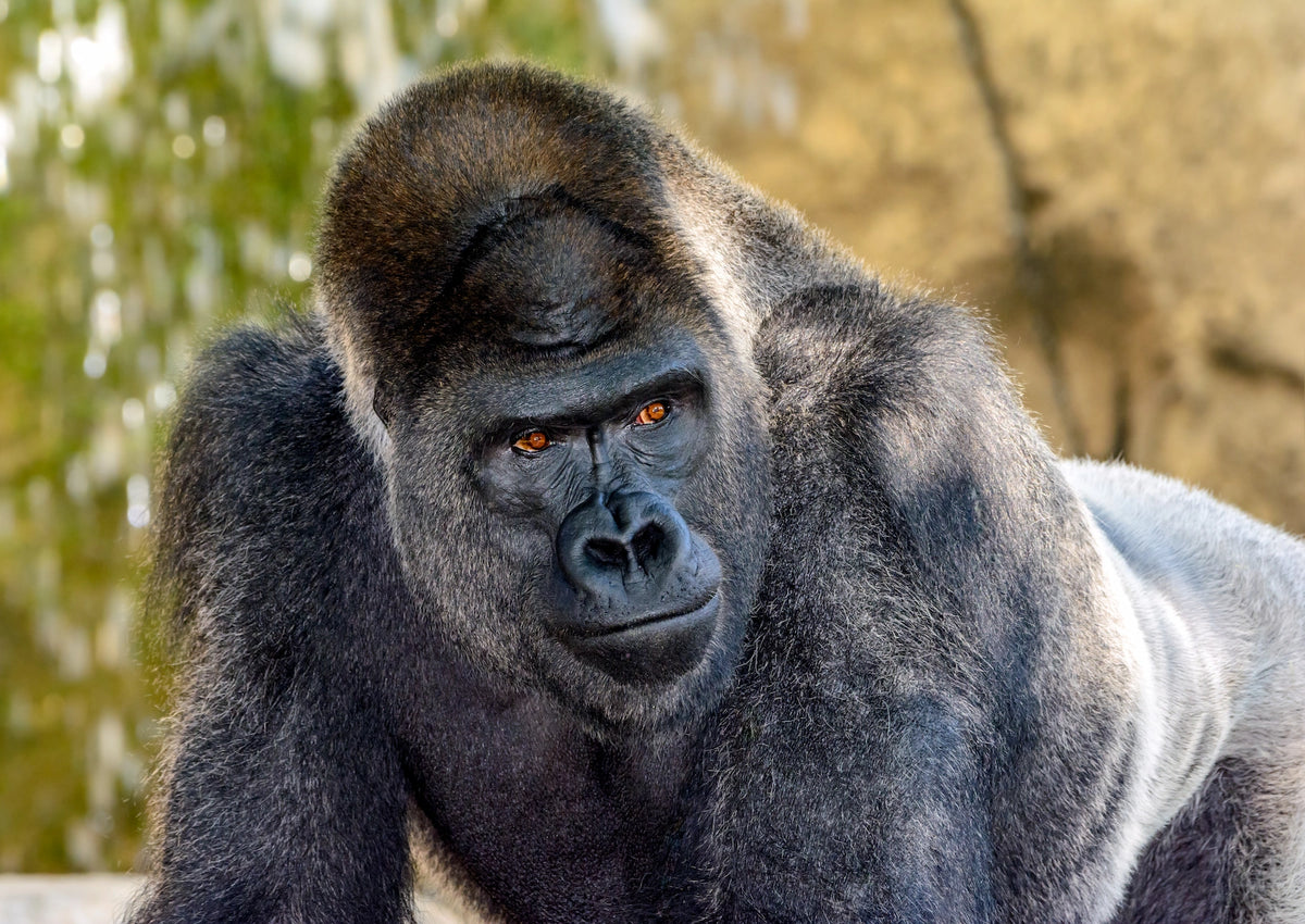 Porträtaufnahme eines imponierenden Gorilla-Silberrückens mit dunklem Fell und aufmerksamem, ruhigem Blick direkt in die Kamera.