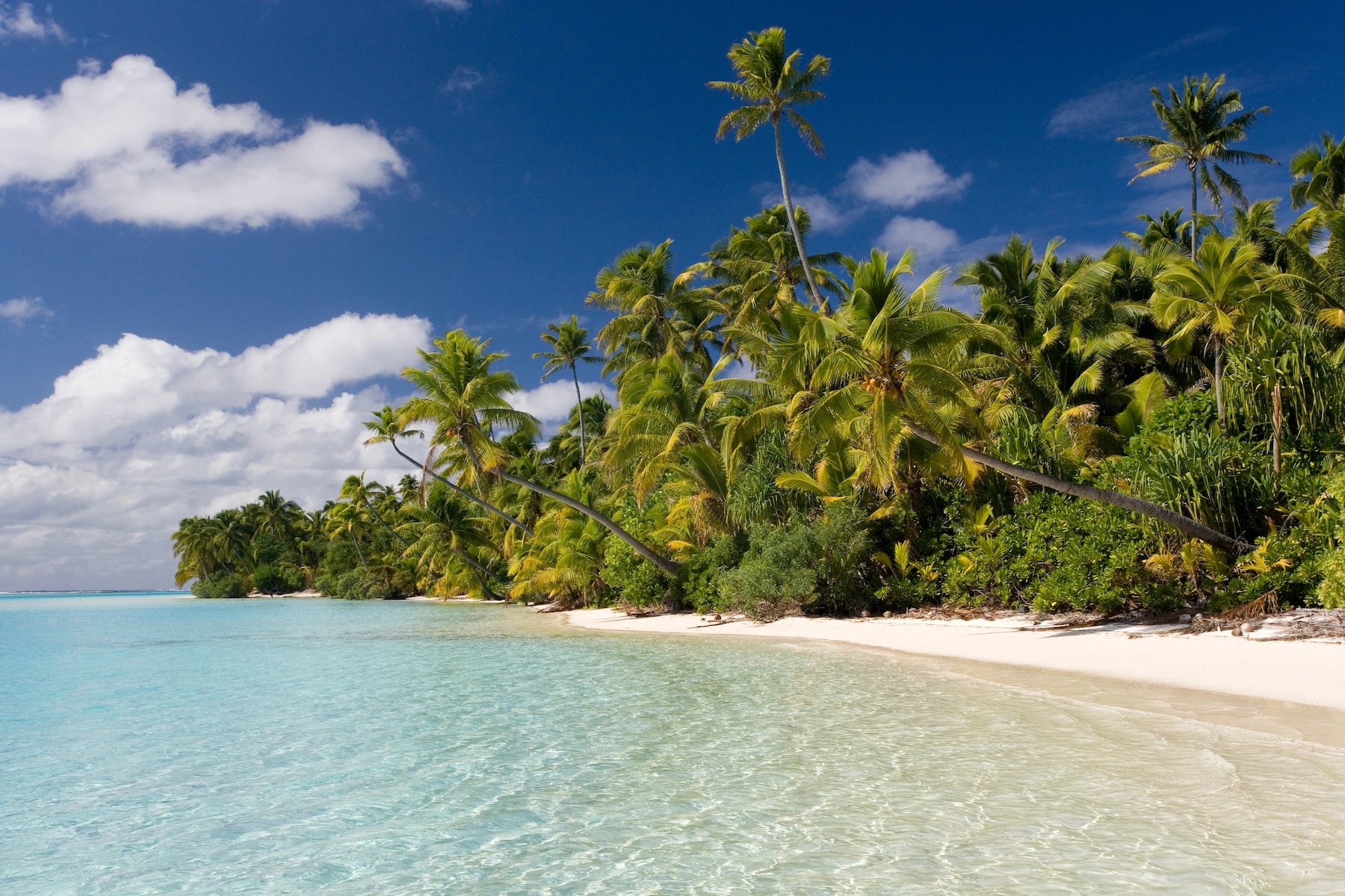 Ein Bild von Palmen in  der Aitutaki Lagune, Cook Islands.