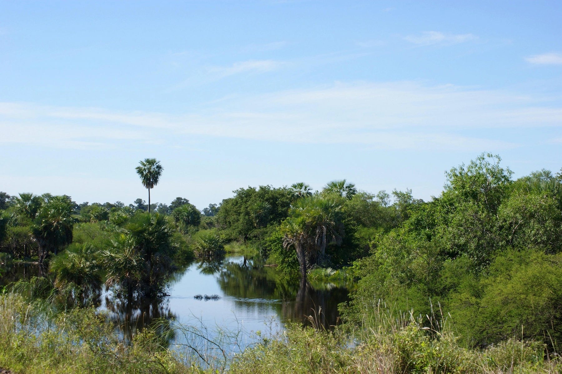 Sumpflandschaft mit Palmen in Paraguay.