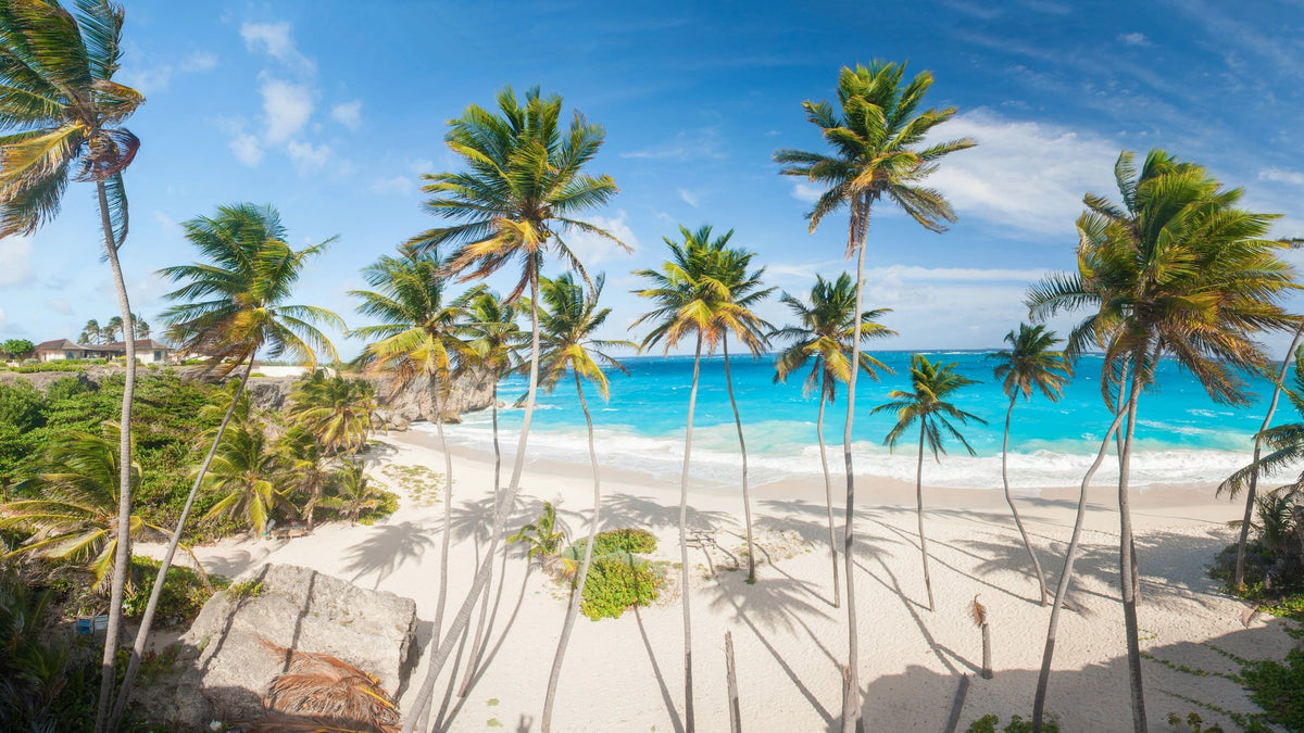 Türkisfarbene Bucht mit weißem Sandstrand und Palmen auf Barbados.