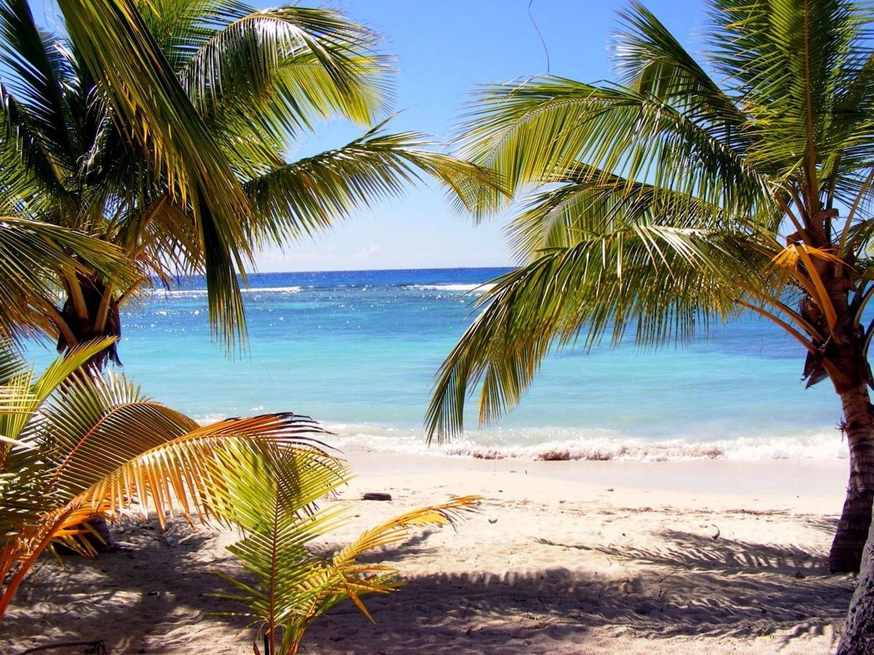 Palmen und Meer am Botosgy Beach auf Dominica.