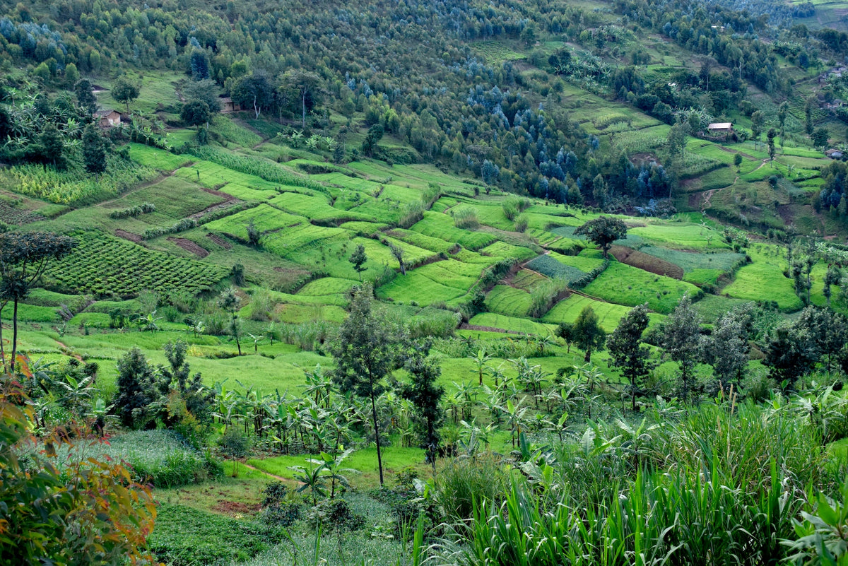 Grüne Landschaft in Burundi.