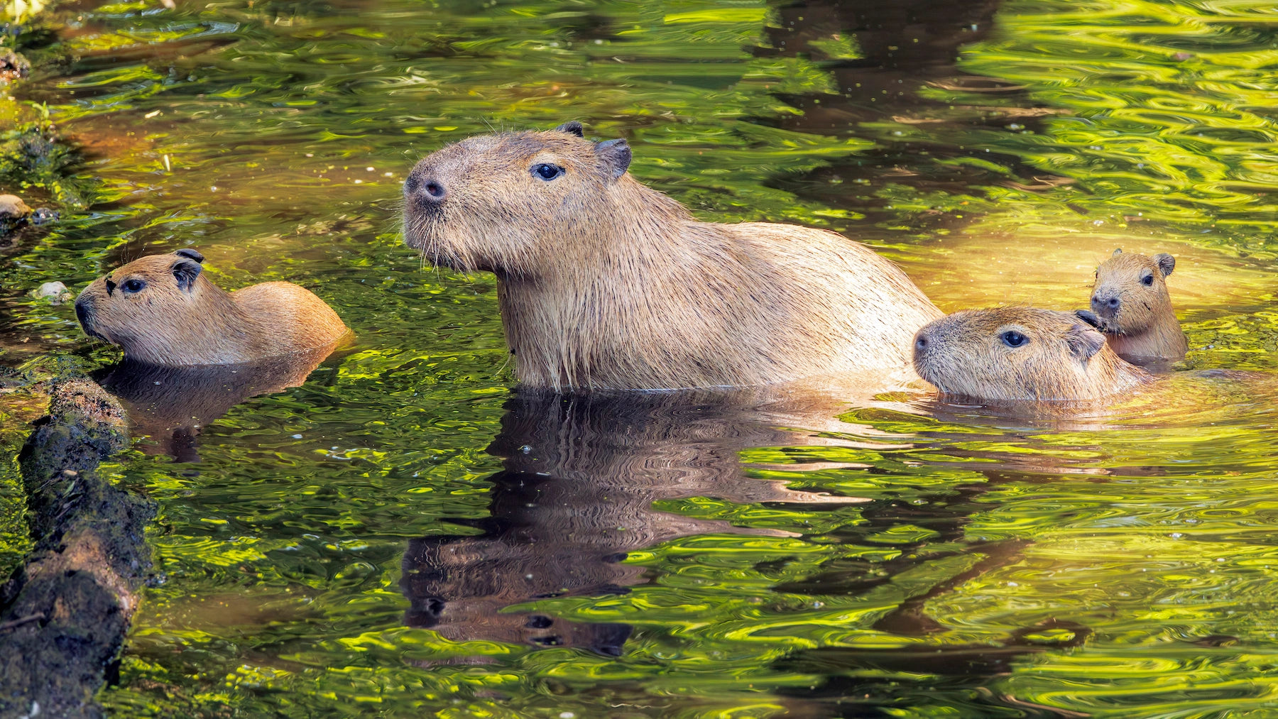 Capybara Familie in Paraguay.