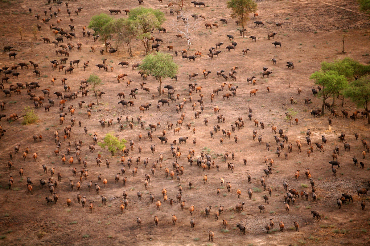 Luftaufnahme einer riesigen Herde afrikanischer Büffel und Antilopen, die sich über die trocken-braune Savannenlandschaft mit vereinzelten grünen Bäumen verteilt.