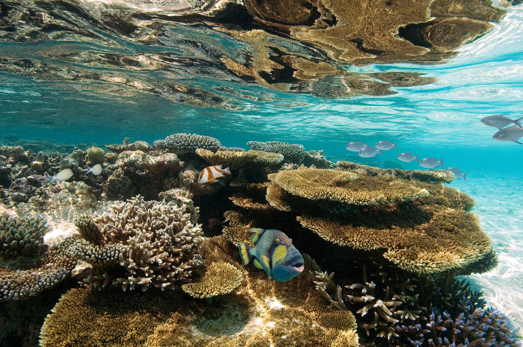 Fische in einem Korallenriff in der Aitutaki Lagune, Cook Islands.