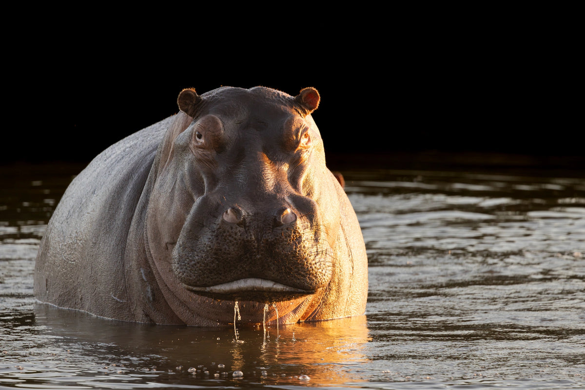 Ein Nilpferd im Wasser.