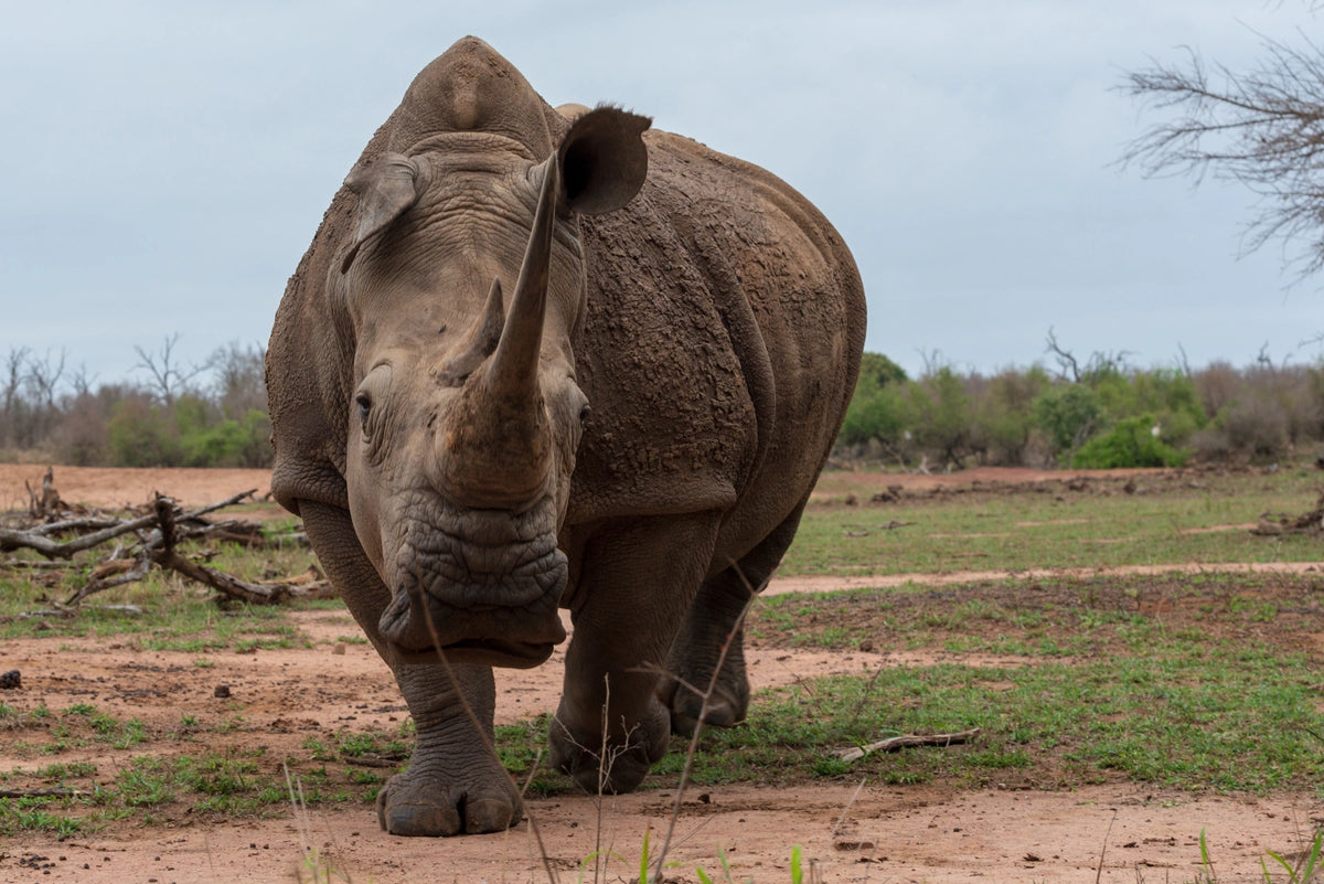 Nashorn bei einer Pirschfahrt in einem Wildreservat in Eswatini.