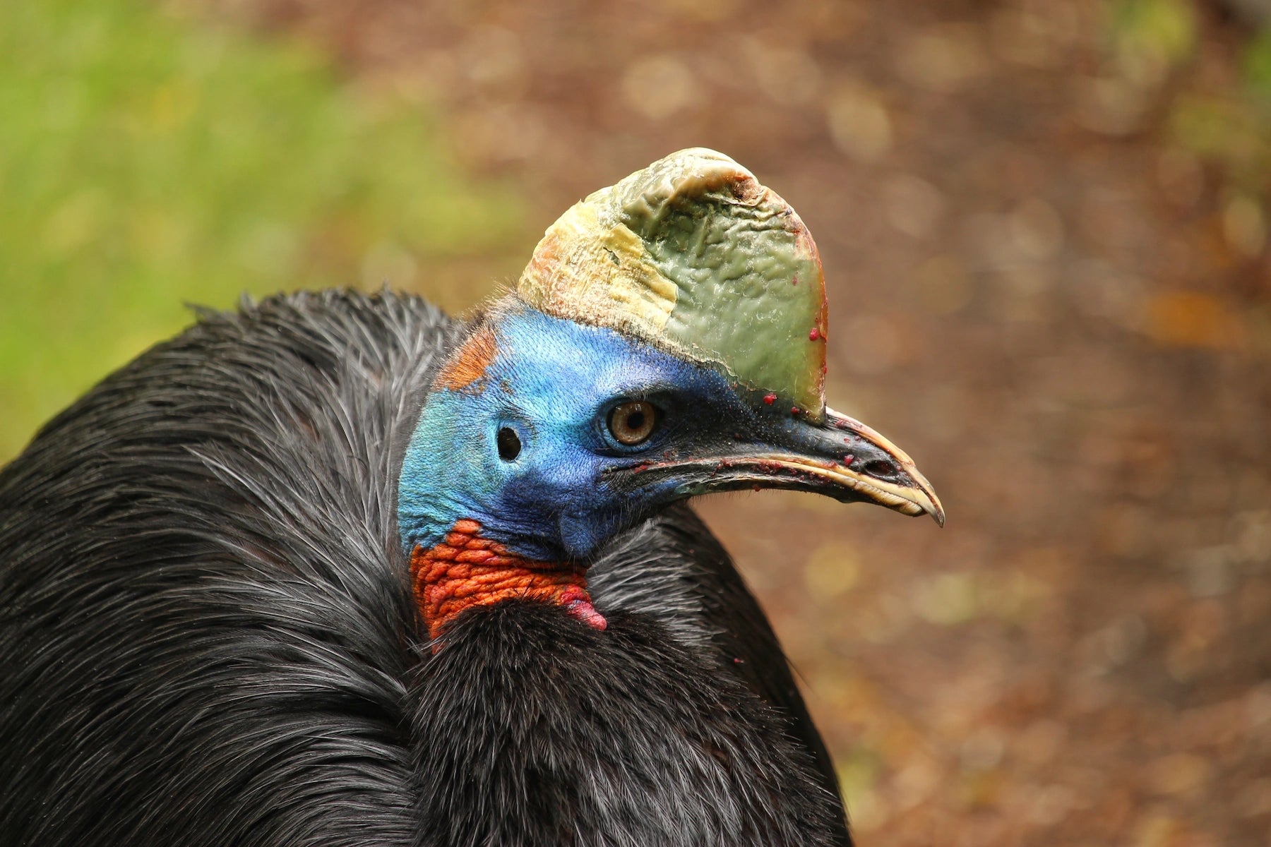 Ein Rothalskasuar in Papua Neuguinea.