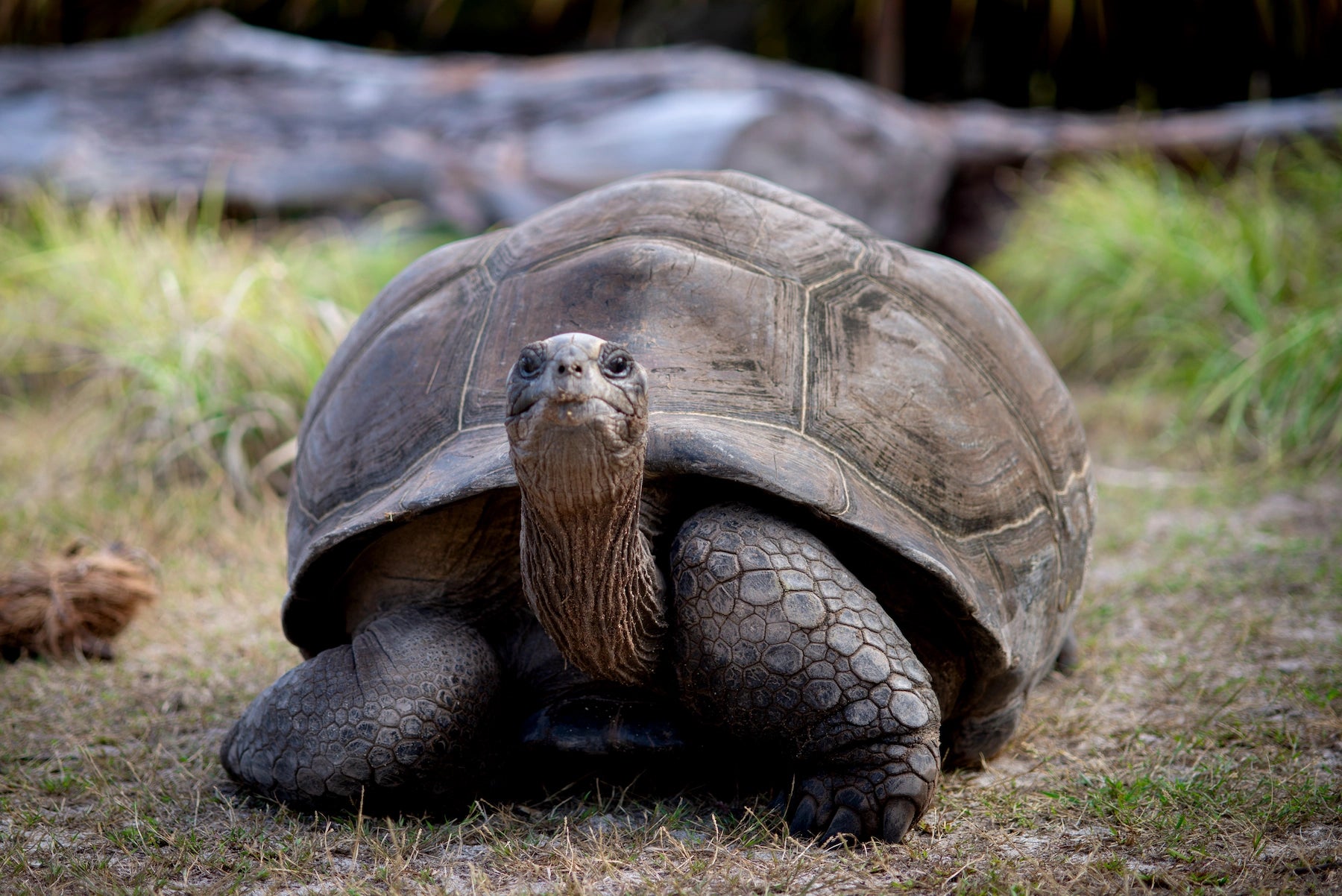 Galápagos-Riesenschildkröte in der Natur der Galápagos-Inseln, Ecuador.