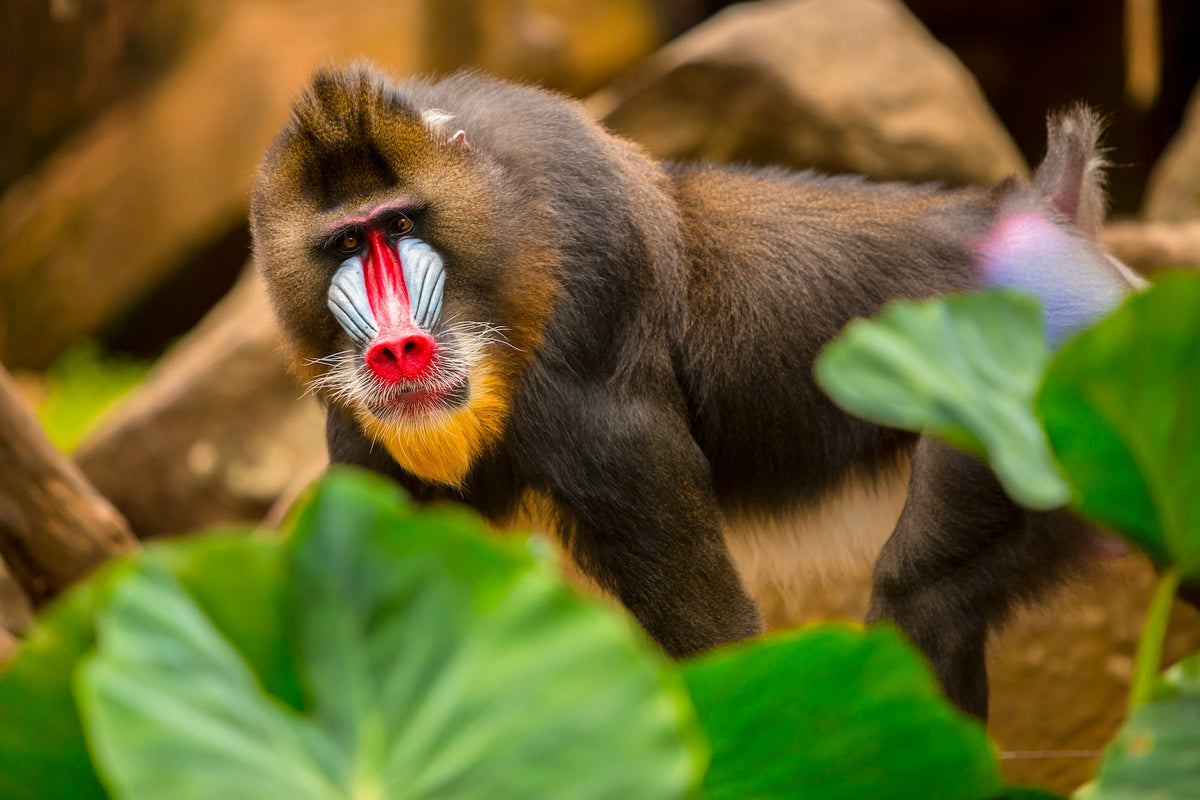 Farbenprächtiger Mandrill im Regenwald von Gabun.