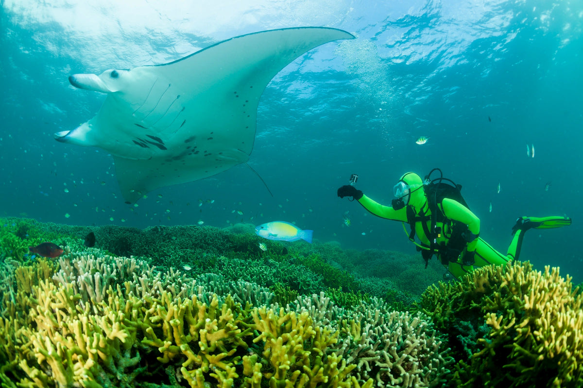 Ein Taucher im neongrünen Anzug schwimmt im glasklaren blauen Wasser knapp unter der Oberfläche neben einem großen Manta-Rochen über einem farbenfrohen Korallenriff.