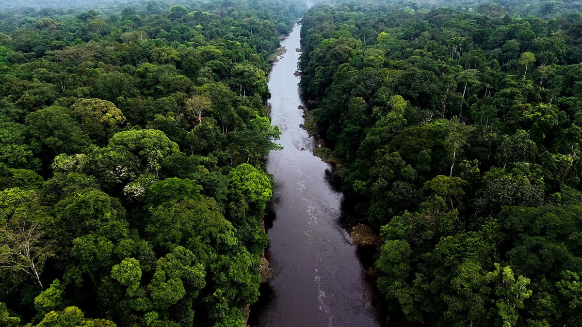 Luftaufnahme des Flusses im Regenwald. Dschungel in Afrika. Tropisches Afrika. Äquatorialguinea. Immergrüner Tropenwald.