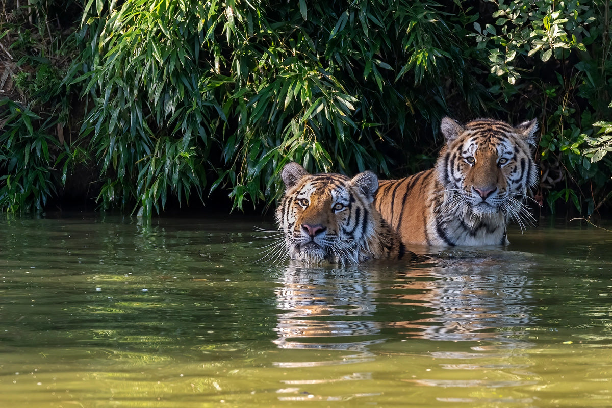 Bengalischer Tiger im Mangrovenwald der Sundarbans, Bangladesch.