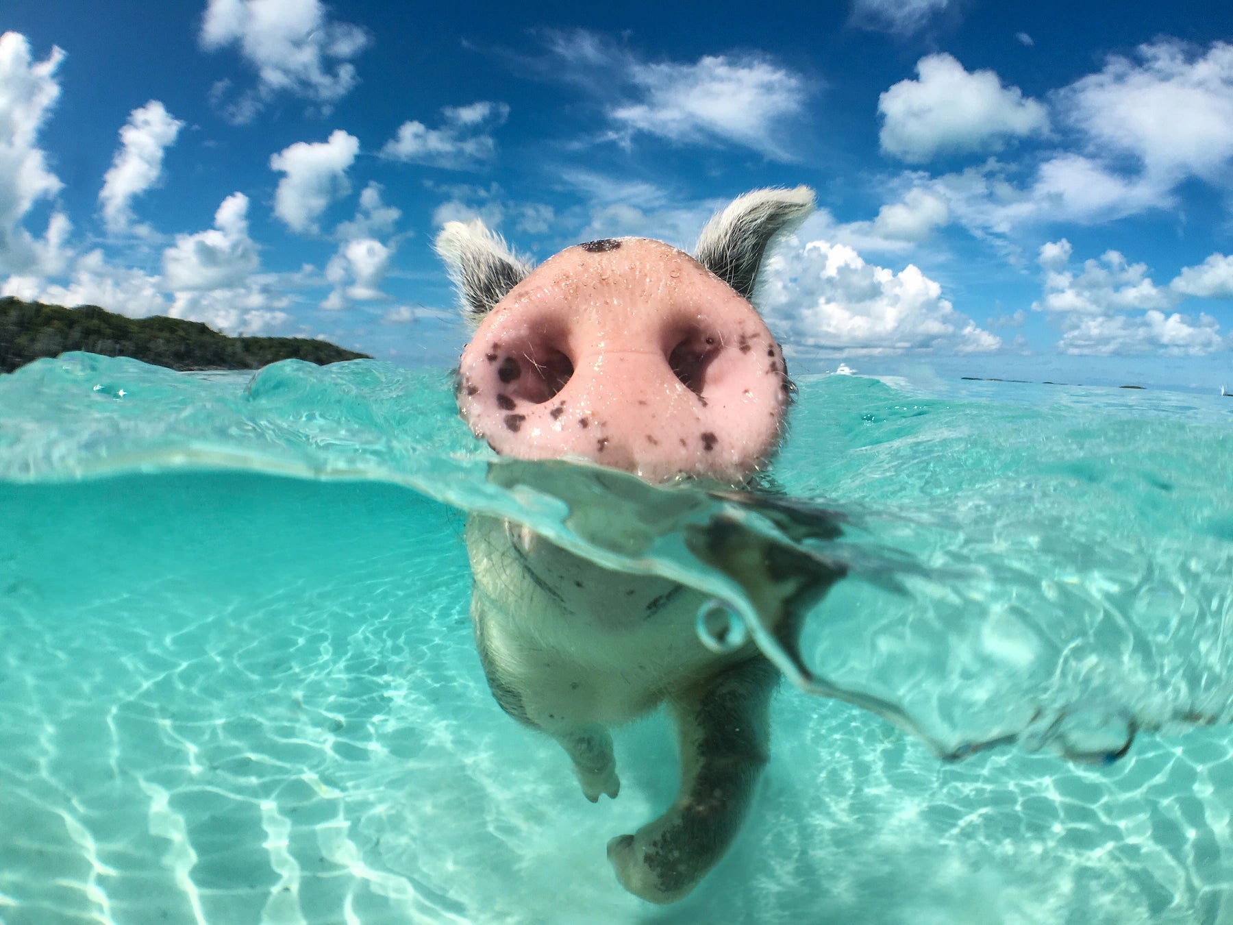 Schwimmende Schweine im türkisfarbenen Wasser vor Big Major's Cay, Bahamas.